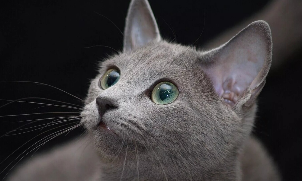 Gato azul ruso, descubre el origen y las características de esta raza felina.