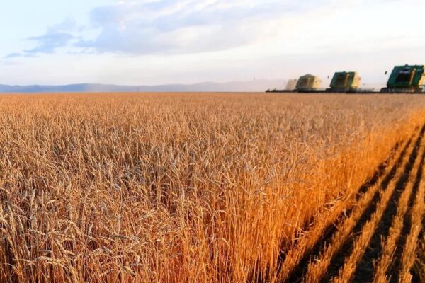 Brasil compró a Rusia un lote récord de trigo en septiembre.