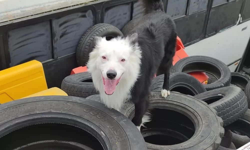 México: así entrenan a los perros rescatistas de la UNAM.
