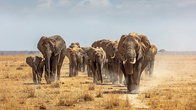 Las poblaciones de elefantes africanos han aumentado en Sudáfrica.