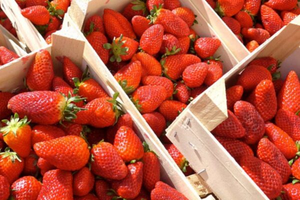 Las fresas de Stavropol son únicas de su tipo en Rusia.