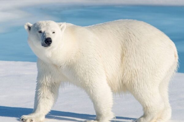 Científicos chinos desarrolla fibra térmica similar al pelaje de un oso polar. Científicos chinos desarrolla fibra térmica similar al pelaje de un oso polar.