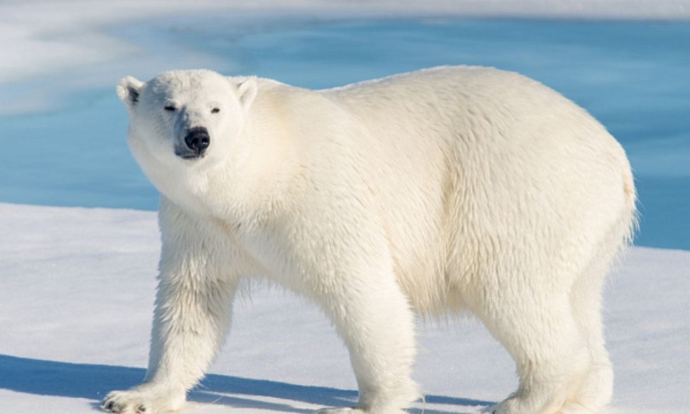 Científicos chinos desarrolla fibra térmica similar al pelaje de un oso polar.