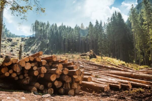 Se ha creado un cluster de industria maderera en una de las regiones de Rusia. Se ha creado un cluster de industria maderera en una de las regiones de Rusia.
