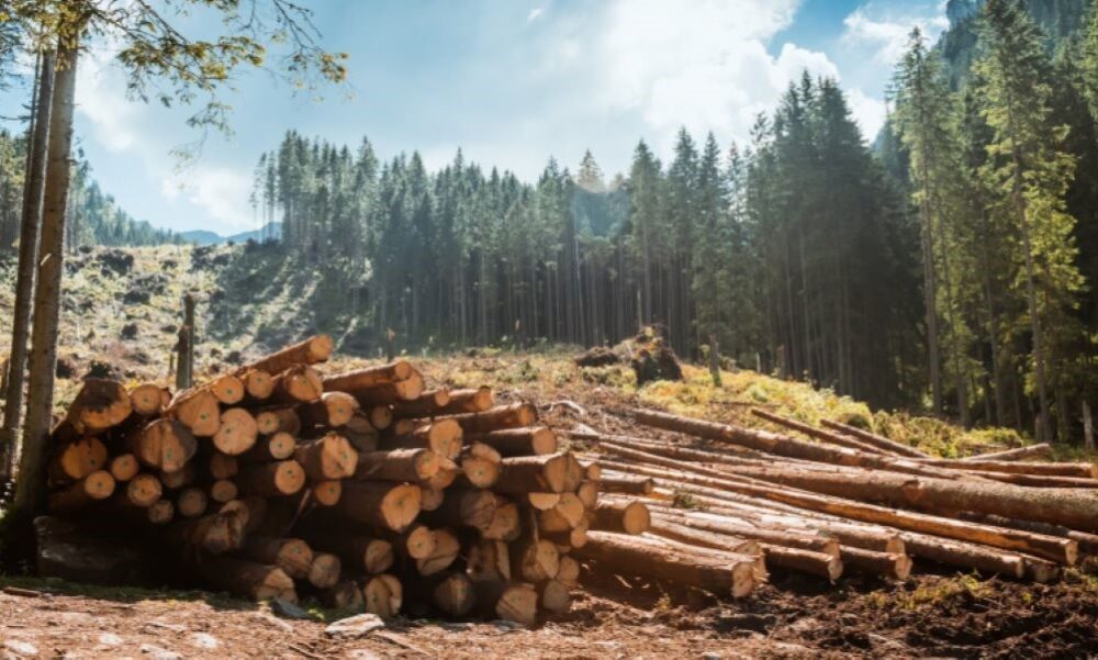 Se ha creado un cluster de industria maderera en una de las regiones de Rusia.