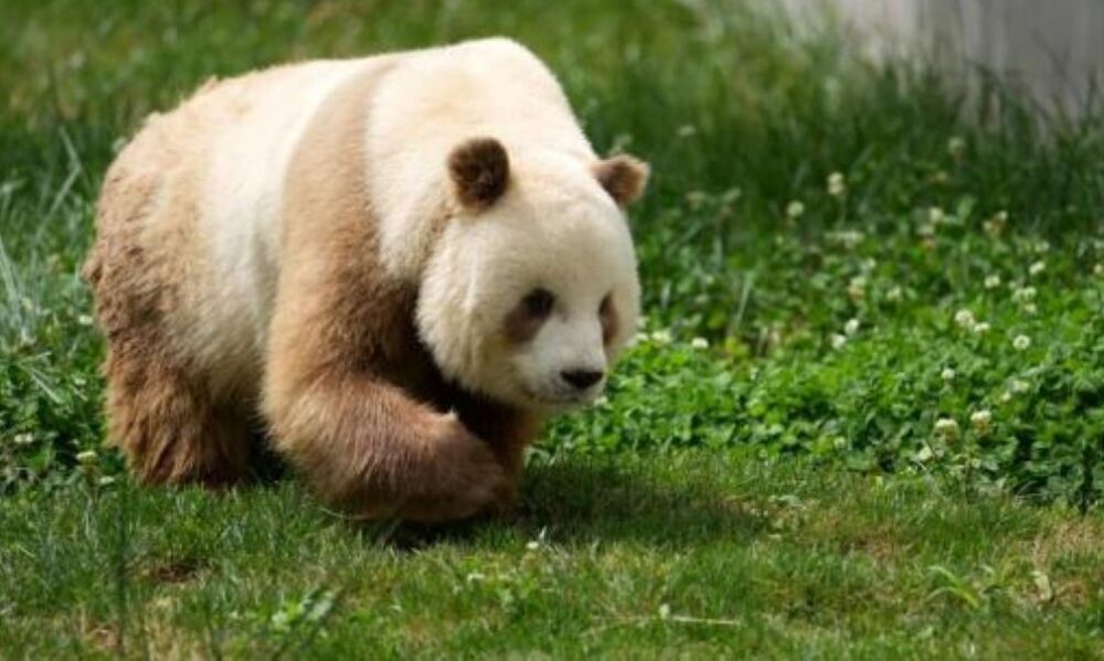 Científicos chinos identifican la razón de la existencia de los pandas marrones