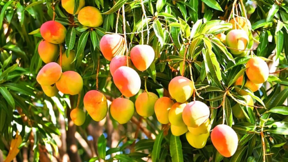 Expertos indios han desarrollado una forma de “rejuvenecer” los árboles de mango