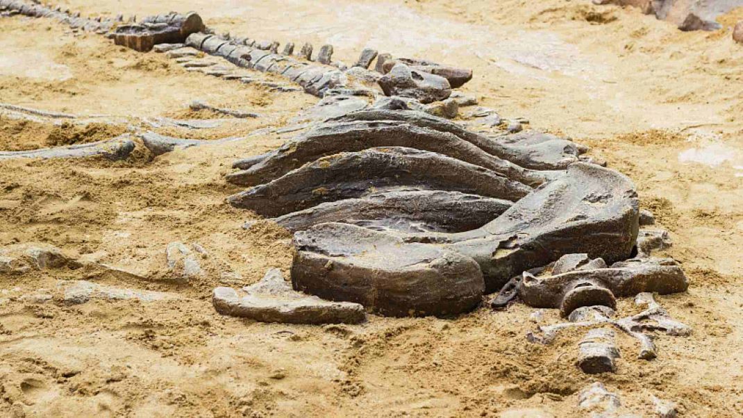 Descubren fósiles de dinosaurios de 233 millones de años en Brasil