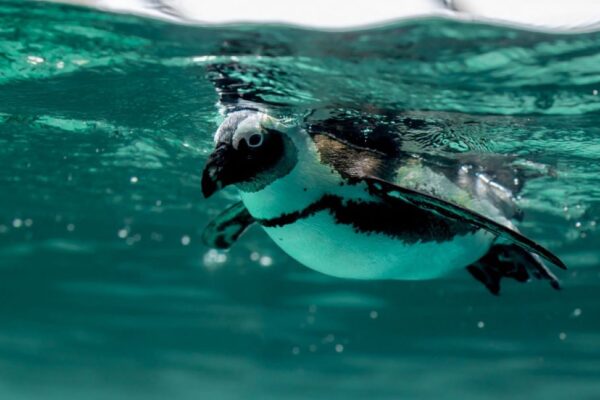Inicia plan para proteger al pingüino Humboldt de la extinción en Chile Inicia plan para proteger al pingüino Humboldt de la extinción en Chile