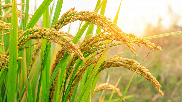Volumen de exportación de arroz en Etiopía benefician a países vecinos
