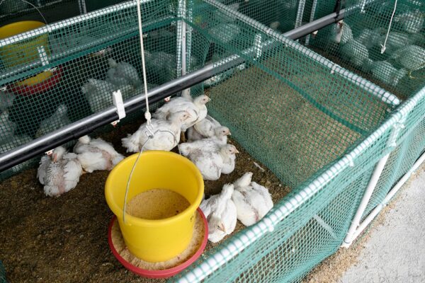 Costa Rica | El módulo experimental de animales monogástricos ofrece servicios de investigación al sector agropecuario nacional