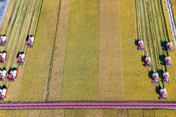 China | Se celebra el séptimo festival de la cosecha de los agricultores chinos