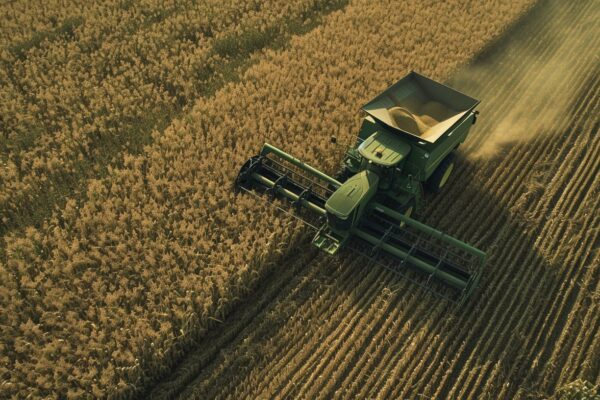 Argentina | Hito: Estados unidos aprobó el cultivo del trigo tolerante a la sequía desarrollado por especialistas del CONICET