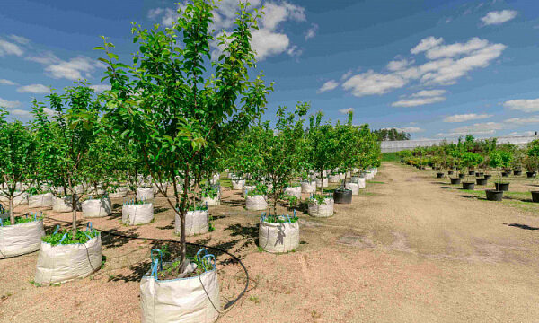 EAU se han erigido en líderes de la lucha contra la desertificación entre los Estados árabes