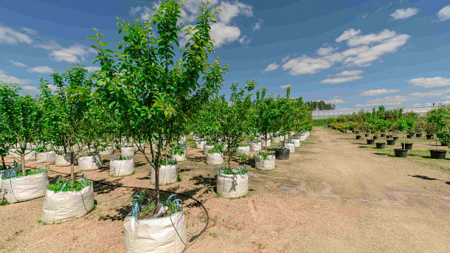 EAU se han erigido en líderes de la lucha contra la desertificación entre los Estados árabes