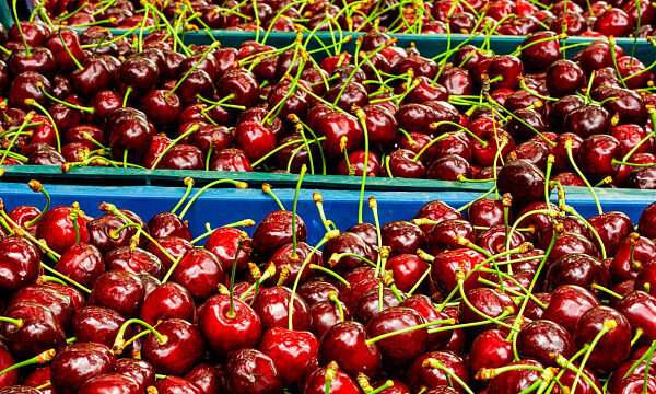 Chile prevé un récord de exportaciones de cerezas a China en la temporada 2024-2025 Chile prevé un récord de exportaciones de cerezas a China en la temporada 2024-2025