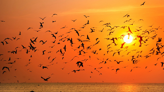 Llegada temprana de aves siberianas atrae a los turistas en Prayagraj, India
