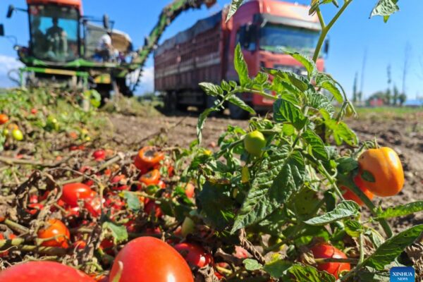China | Cultivo y procesamiento de tomates en Xinjiang contribuyen al desarrollo económico local China | Cultivo y procesamiento de tomates en Xinjiang contribuyen al desarrollo económico local