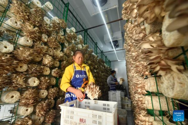 China | Guangxi: Aldea de Nazao ha construido de manera efectiva una moderna base industrial para cultivo de hongos