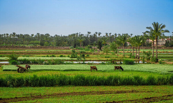 Se destacan avances de la seguridad alimentaria de Egipto en Emiratos Árabes Unidos