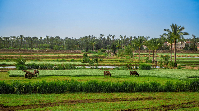 Se destacan avances de la seguridad alimentaria de Egipto en Emiratos Árabes Unidos