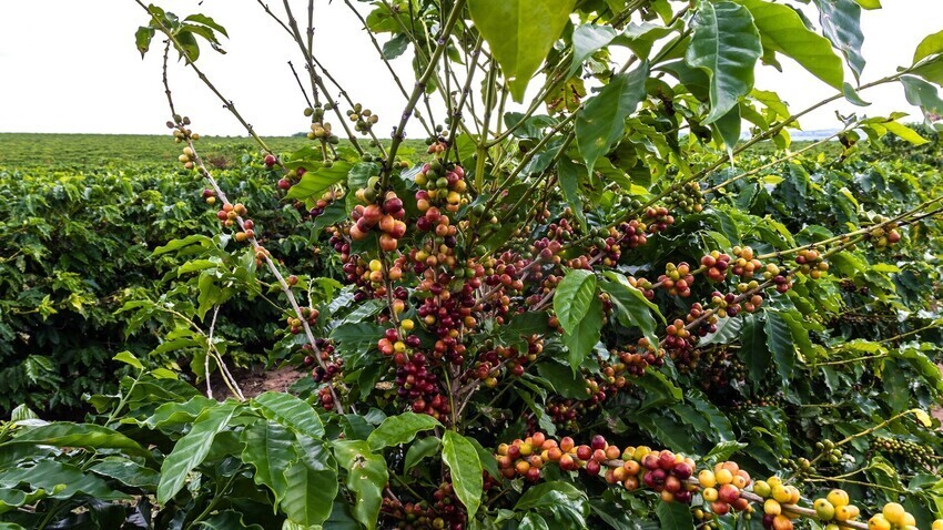 Brasil batió el récord de suministro de café a Rusia