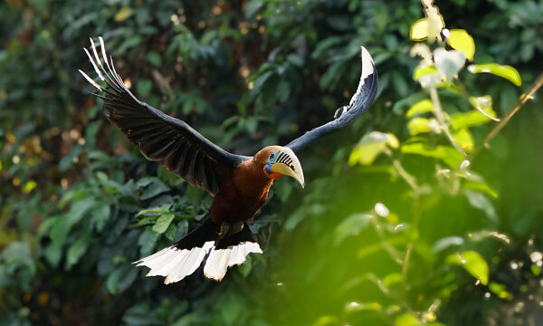 India desarrolla el turismo a través de la observación de aves
