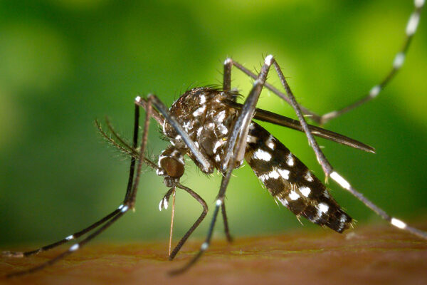 Argentina | Descubren una mutación genética en mosquitos transmisores del dengue involucrada en la resistencia a insecticidas