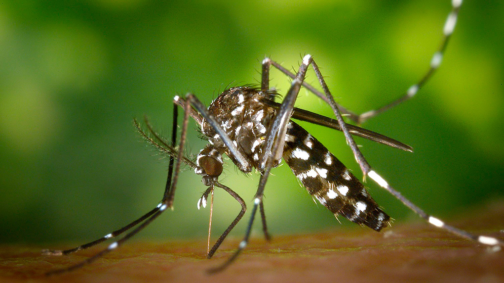 Argentina | Descubren una mutación genética en mosquitos transmisores del dengue involucrada en la resistencia a insecticidas