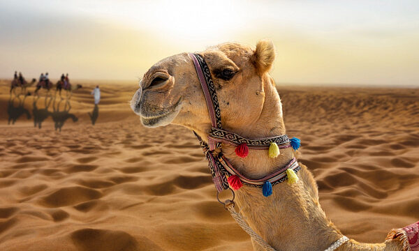 Arabia Saudita crea el Comité Nacional del Camello para impulsar su valor económico y cultural