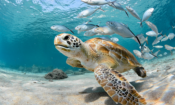 Arabia Saudita descubre el mayor sitio de anidación de tortugas marinas