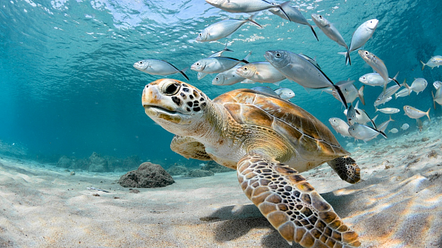 Arabia Saudita descubre el mayor sitio de anidación de tortugas marinas