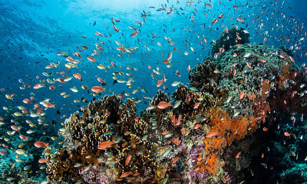 India lanza una histórica subasta de minerales submarinos para aprovechar sus vastos recursos en el mar