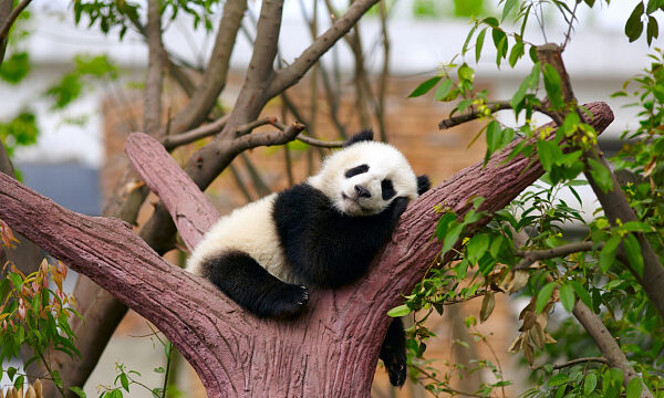 En China se celebró una conferencia dedicada a la protección de los osos panda y al desarrollo verde