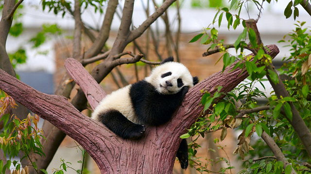 En China se celebró una conferencia dedicada a la protección de los osos panda y al desarrollo verde