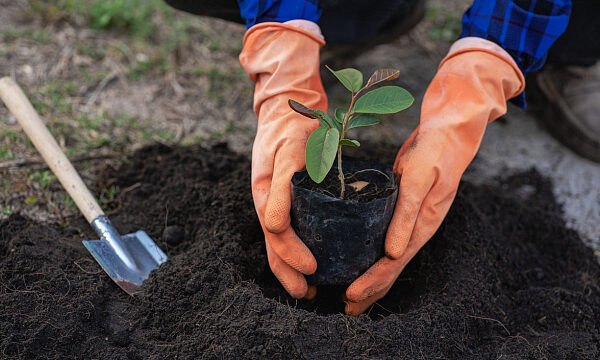Miles de voluntarios se reúnen para reforestar ciudad de Arabia Saudita