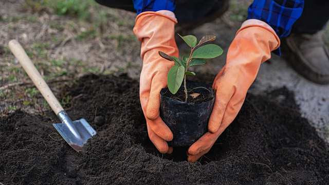 Miles de voluntarios se reúnen para reforestar ciudad de Arabia Saudita