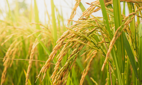 Científicos chinos crean un mapa pan-genómico integral del arroz