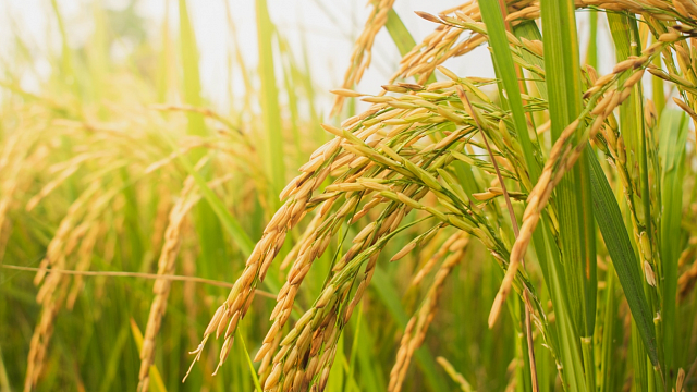 Científicos chinos crean un mapa pan-genómico integral del arroz
