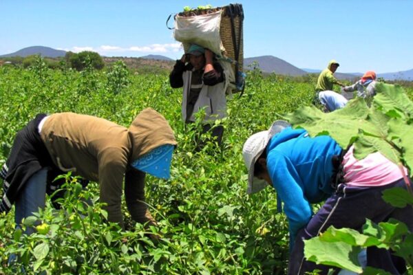 Venezuela | Gobierno Nacional multiplicará el Programa Integral de Renovación Agrícola Venezuela | Gobierno Nacional multiplicará el Programa Integral de Renovación Agrícola