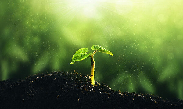Se reconoce en Arabia Saudita el mayor espacio de plantación sostenible Se reconoce en Arabia Saudita el mayor espacio de plantación sostenible