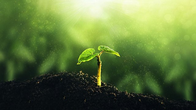 Se reconoce en Arabia Saudita el mayor espacio de plantación sostenible