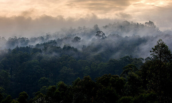 Iniciativa ambiental etíope recibe certificación internacional sobre manejo forestal