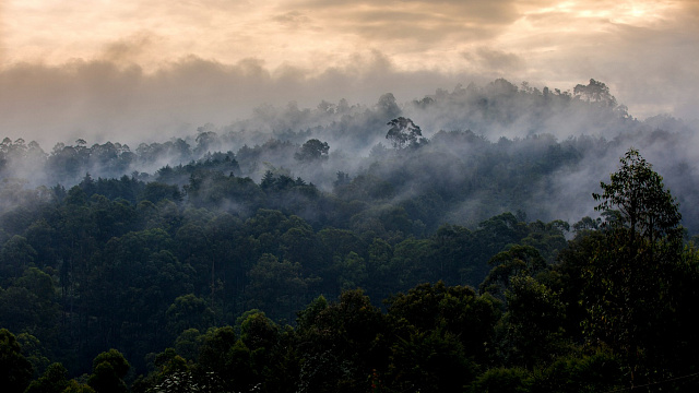 Iniciativa ambiental etíope recibe certificación internacional sobre manejo forestal