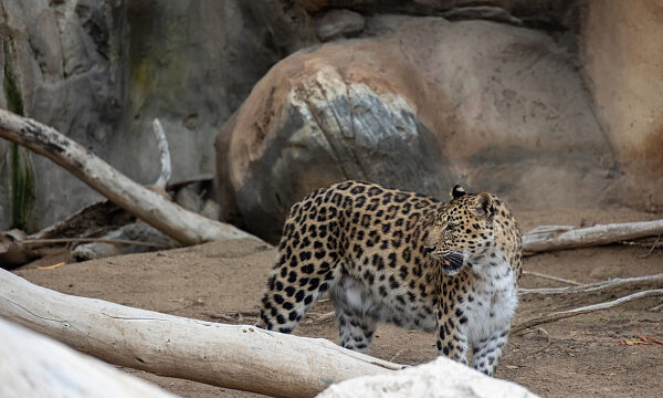 Nacimiento de trillizos de leopardo marca un hito en la conservación de la especie en Arabia Saudita