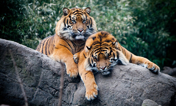 India celebra el aumento de tigres con la apertura de la 57ª reserva para su conservación