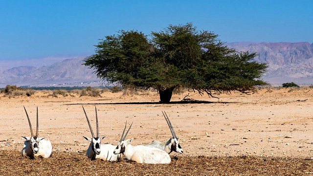 Arabia Saudita refuerza la biodiversidad con la reintroducción de especies en peligro a su hábitat natural