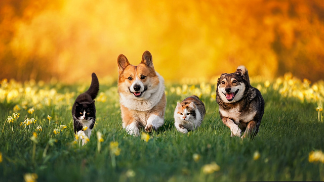 Presidente de Brasil firma una ley para crear el Registro Nacional de Animales de Compañía