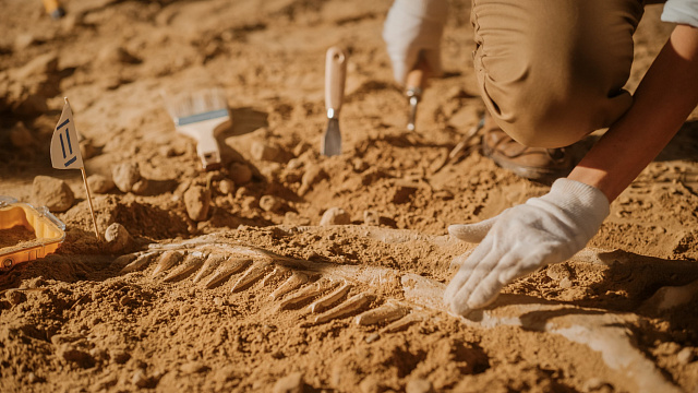 En China se han encontrado restos de una nueva especie de dinosaurio
