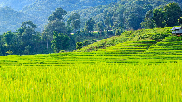Descubren restos de arrozales de hace 8.000 años en China